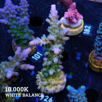 TK Rainbow Tort