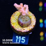TK Creamy Cinthus