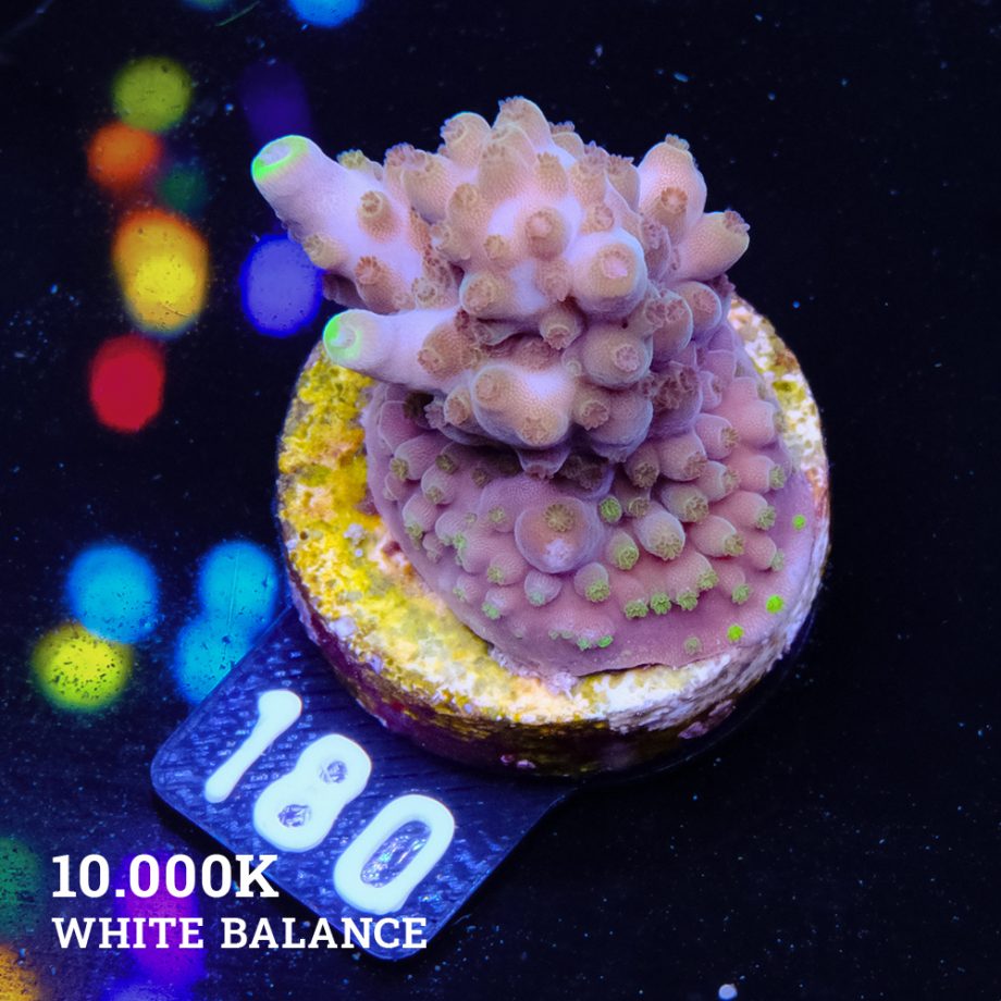 Acropora 'Yellow Tip'