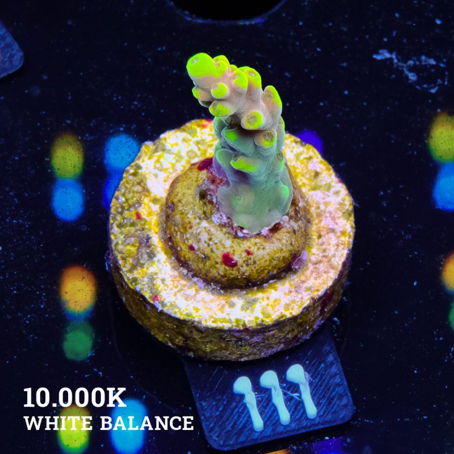 Acropora Latistella