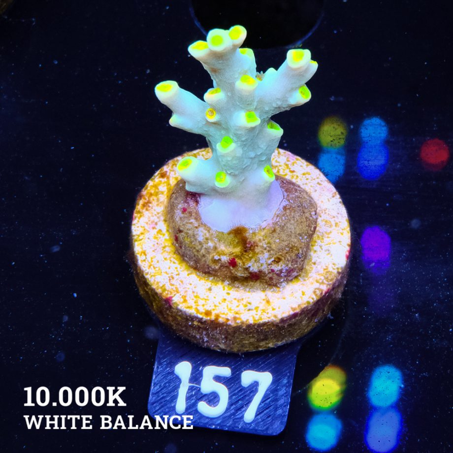 Acropora 'Yellow Sunset'