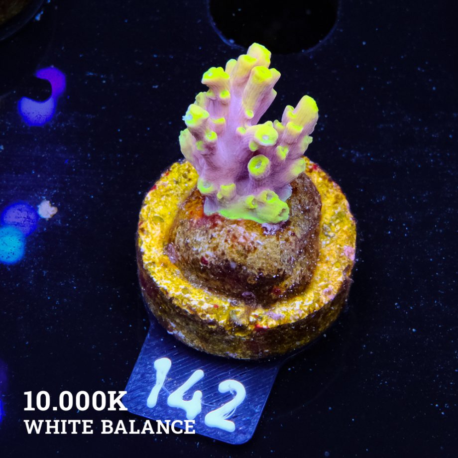 Acropora 'Yellow & Purple