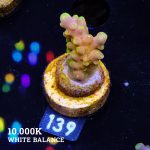 TK Gold Finger