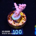 Acropora 'Confetti Ultra'