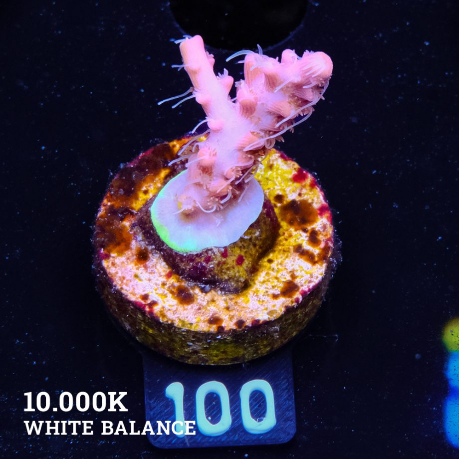 Acropora 'Confetti Ultra