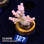 TK Creamy Cinthus