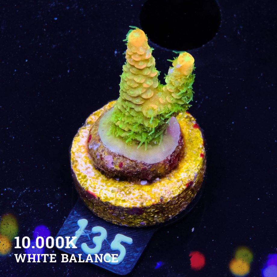 Acropora Millepora 'Solar Flare' (Destello solar)