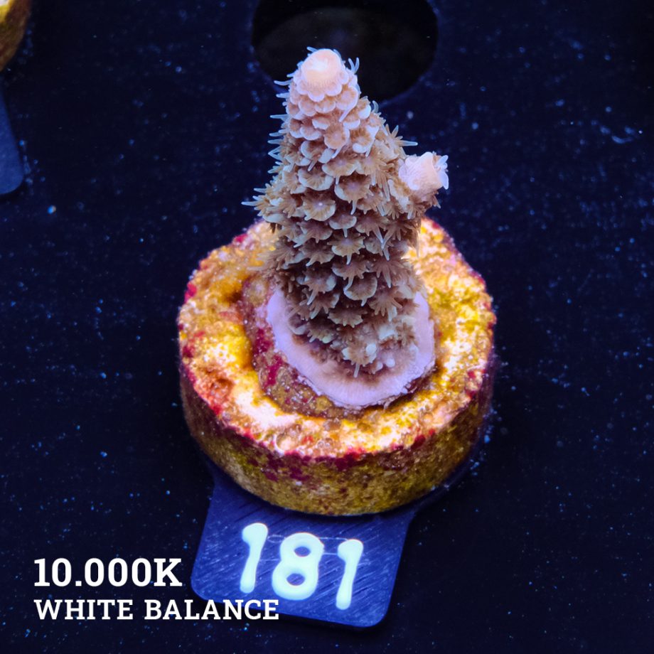 Acropora Tenuis 'Fiji'