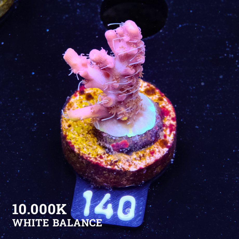 Acropora 'Confetti Ultra