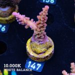 TL Ultra Stag