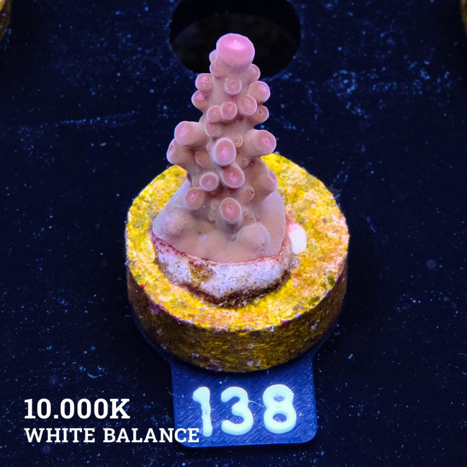Acropora 'Bronce'