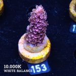 Acropora Abrotanoides 'Pink'