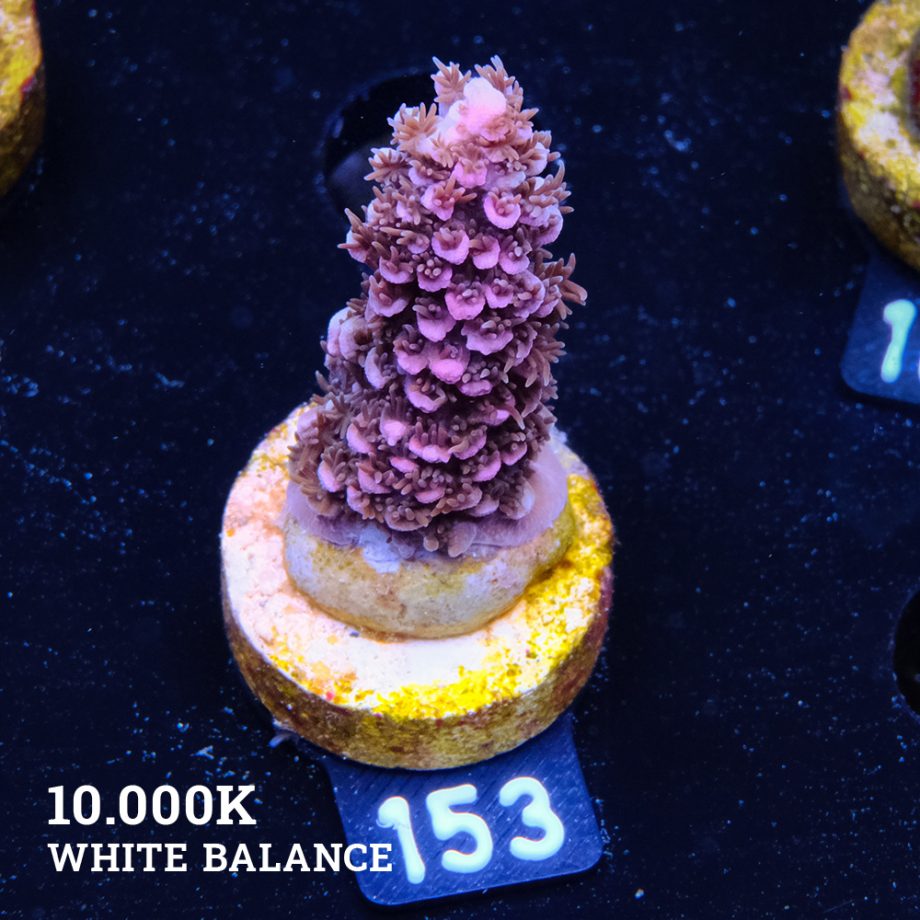 Acropora Abrotanoides 'Pink'