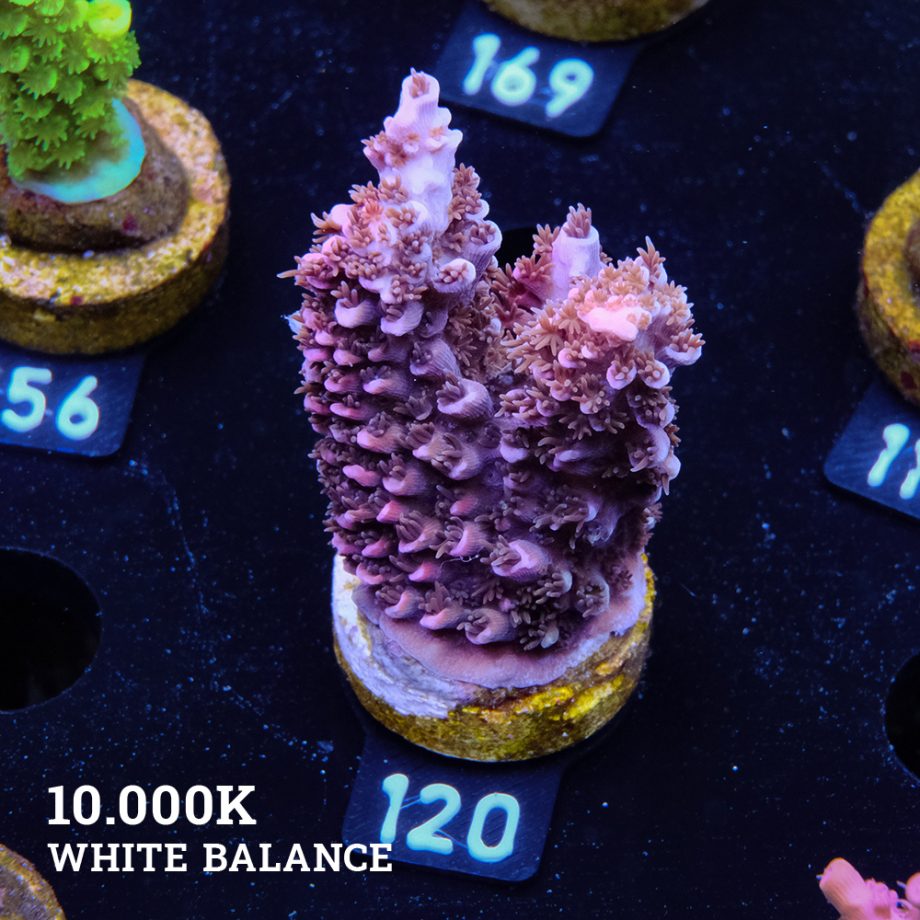 Acropora Abrotanoides 'Pink'