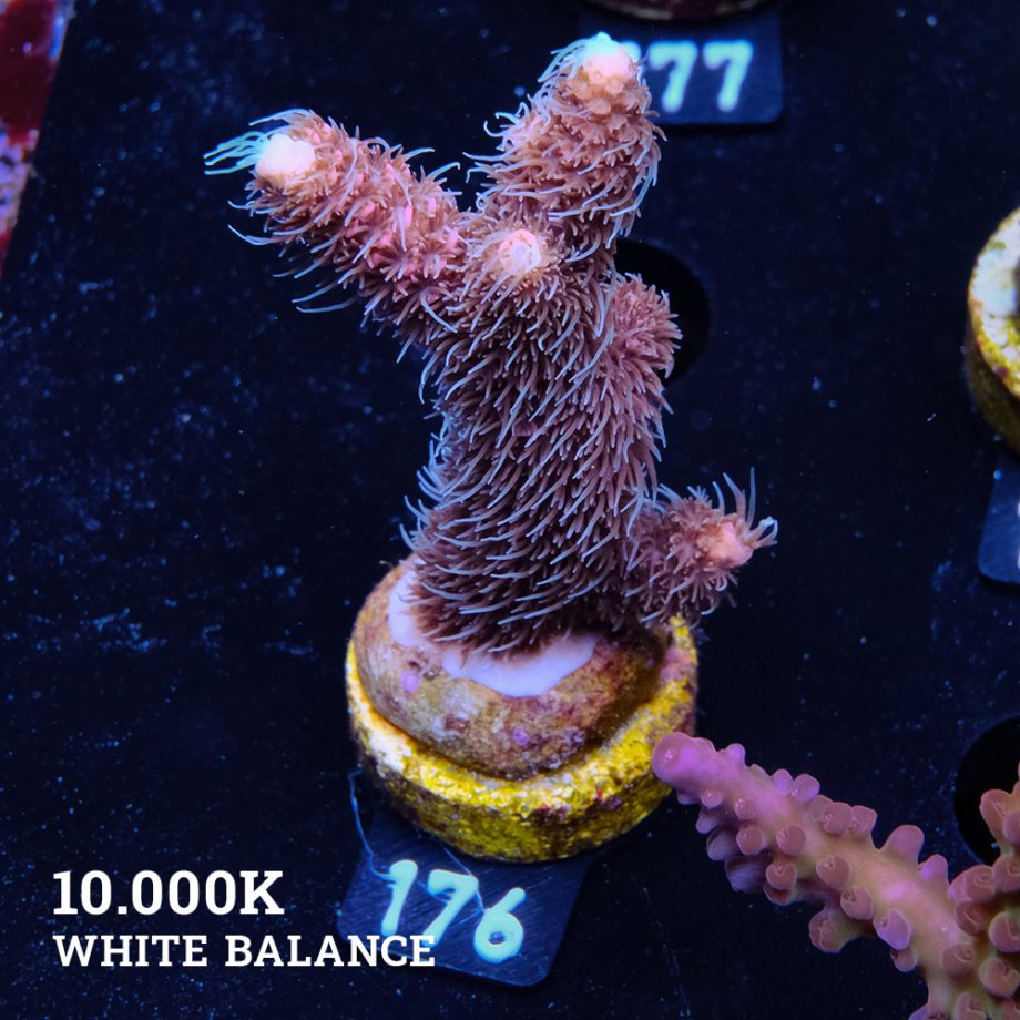 Acropora Millepora 'Rosa