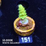 Acropora Tenuis 'Neon Green'