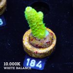 Acropora Tenuis 'Neon Green'