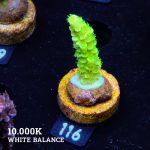 Acropora Tenuis 'Neon Green' (Verde neón)