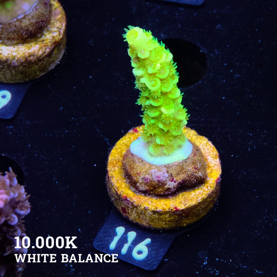 Acropora Tenuis 'Neon Green' (Verde neón)