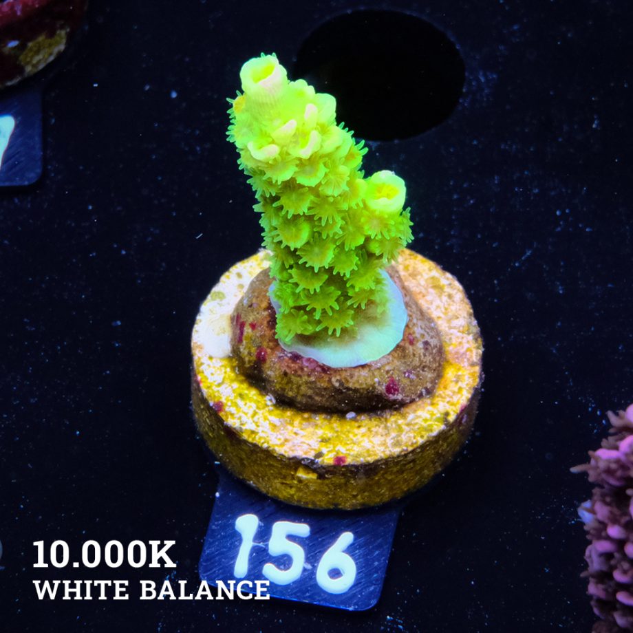 Acropora Tenuis 'Neon Green' (Verde neón)
