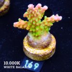 TK Mango Garden