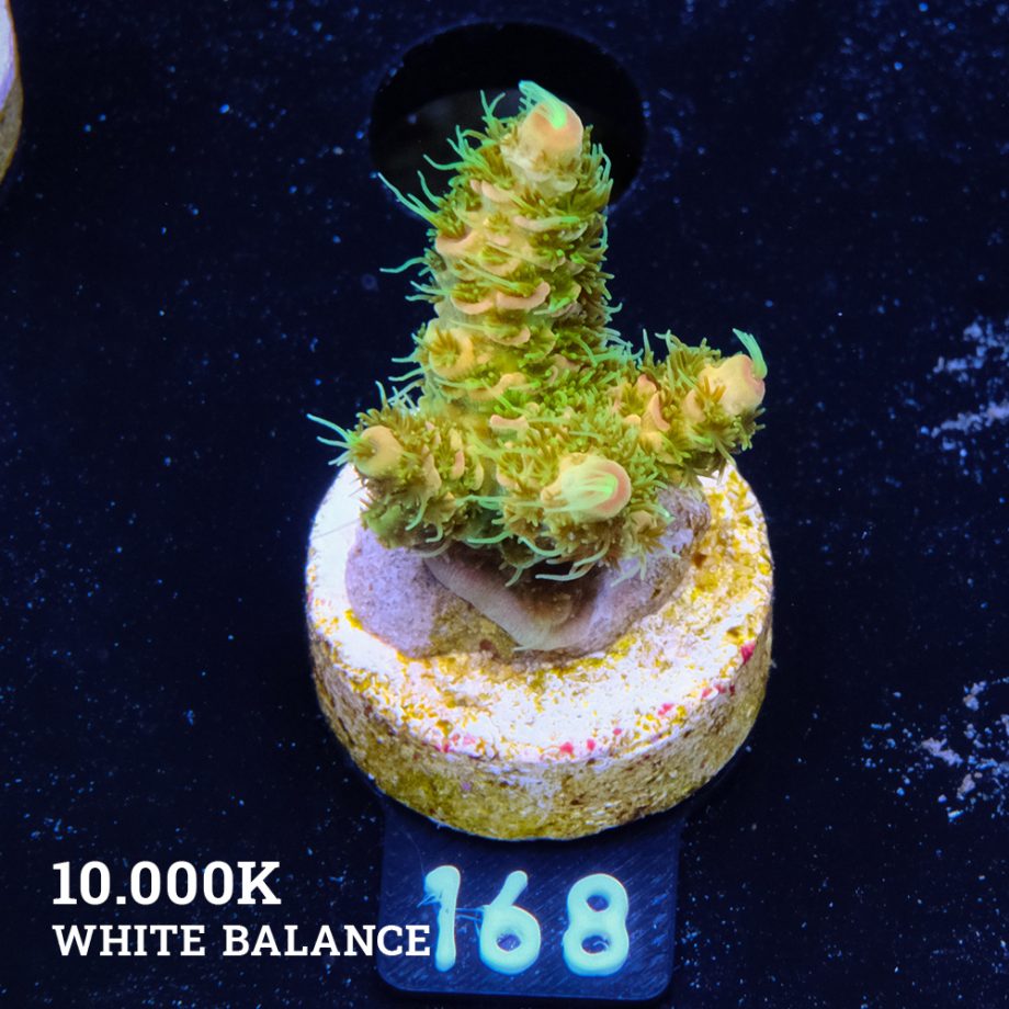 Acropora Millepora 'Solar Flare' (Destello solar)