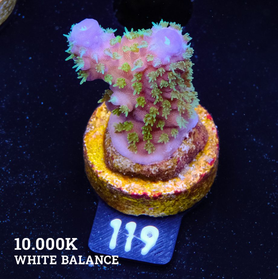 Acropora Gimmifera 'Rainbow' (Arco iris)