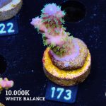 Acropora Gimmifera 'Rainbow'