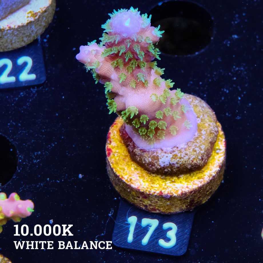 Acropora Gimmifera 'Rainbow' (Arco iris)
