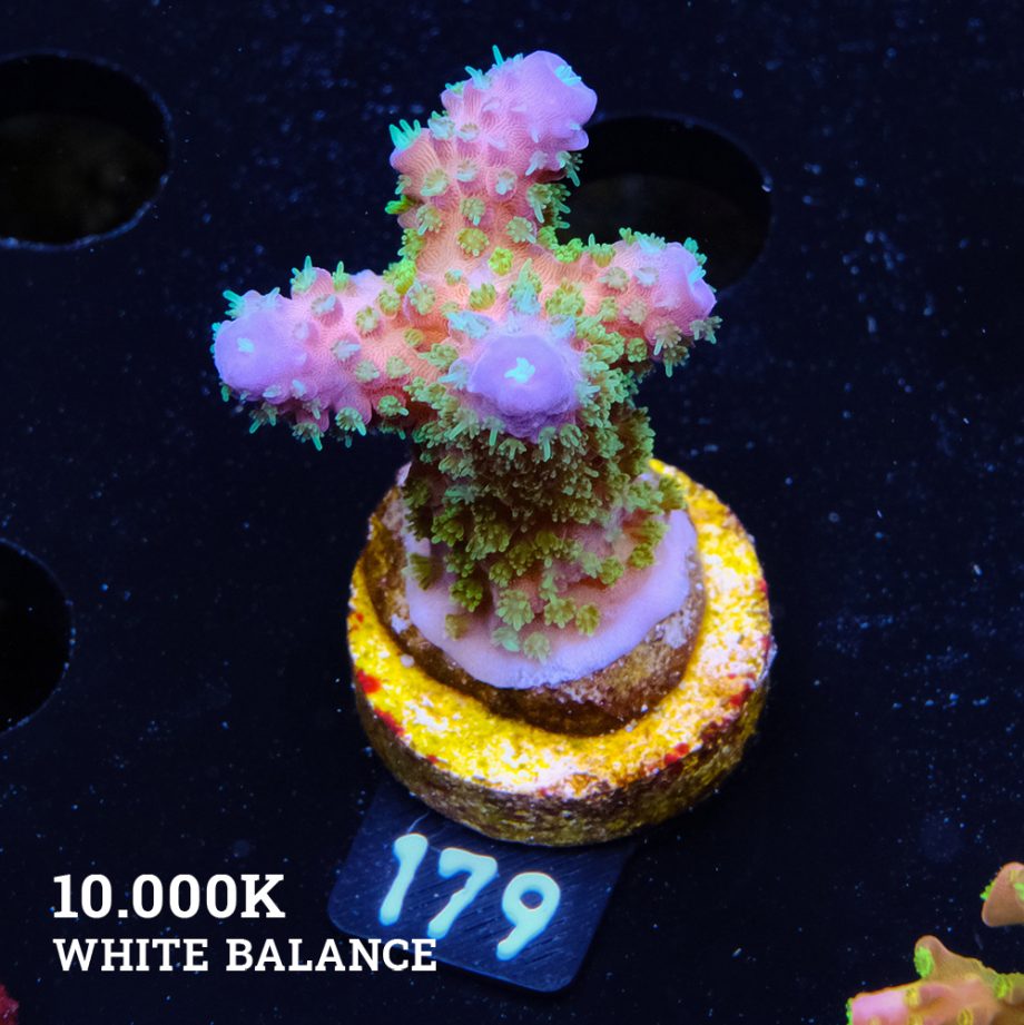 Acropora Gimmifera 'Rainbow' (Arco iris)