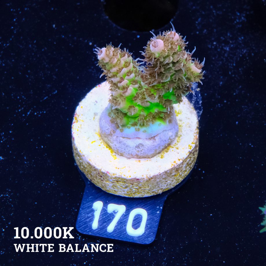 Acropora 'Hyacinthus Green Base'