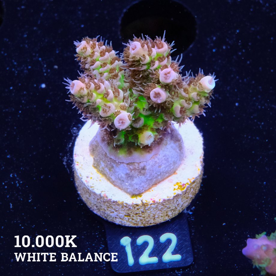 Acropora 'Hyacinthus Green Base'