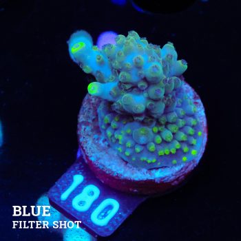 Acropora 'Yellow Tip'