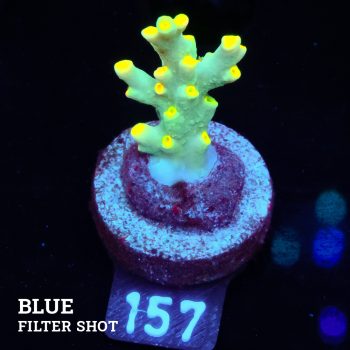 Acropora 'Yellow Sunset'