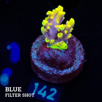 Acropora 'Yellow & Purple
