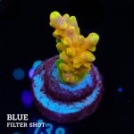 TK Gold Finger