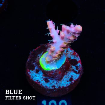 Acropora 'Confetti Ultra