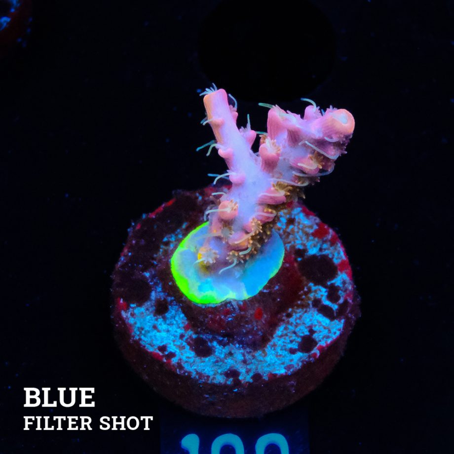 Acropora 'Confetti Ultra