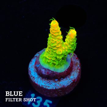 Acropora Millepora 'Solar Flare' (Destello solar)