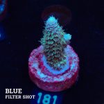 Acropora Tenuis 'Fiji'