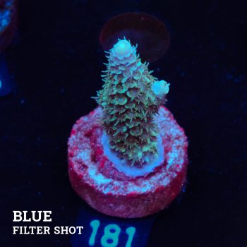 Acropora Tenuis 'Fiji'