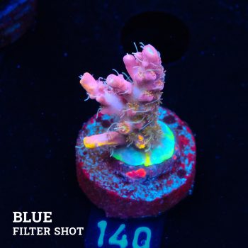 Acropora 'Confetti Ultra