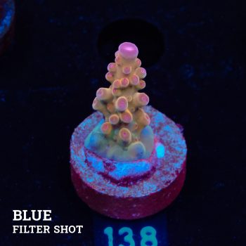 Acropora 'Bronce'
