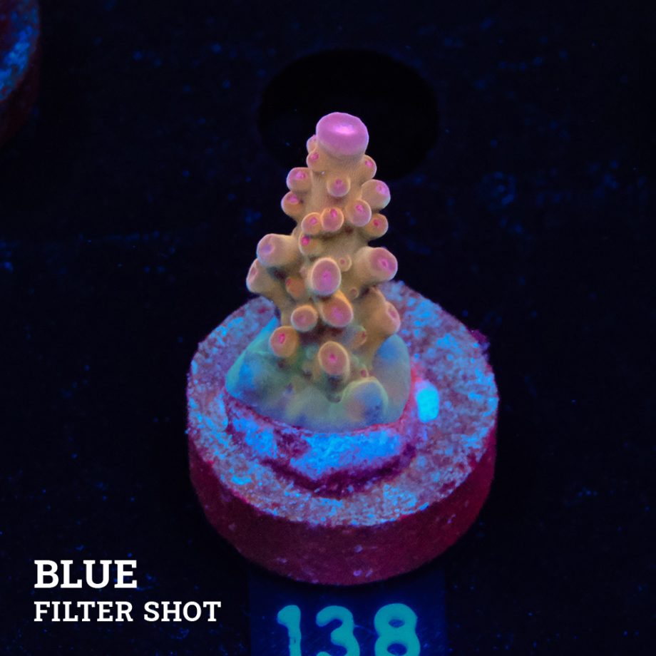 Acropora 'Bronce'