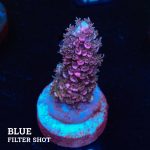 Acropora Abrotanoides 'Pink'