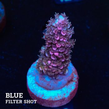 Acropora Abrotanoides 'Pink'