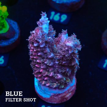Acropora Abrotanoides 'Pink'