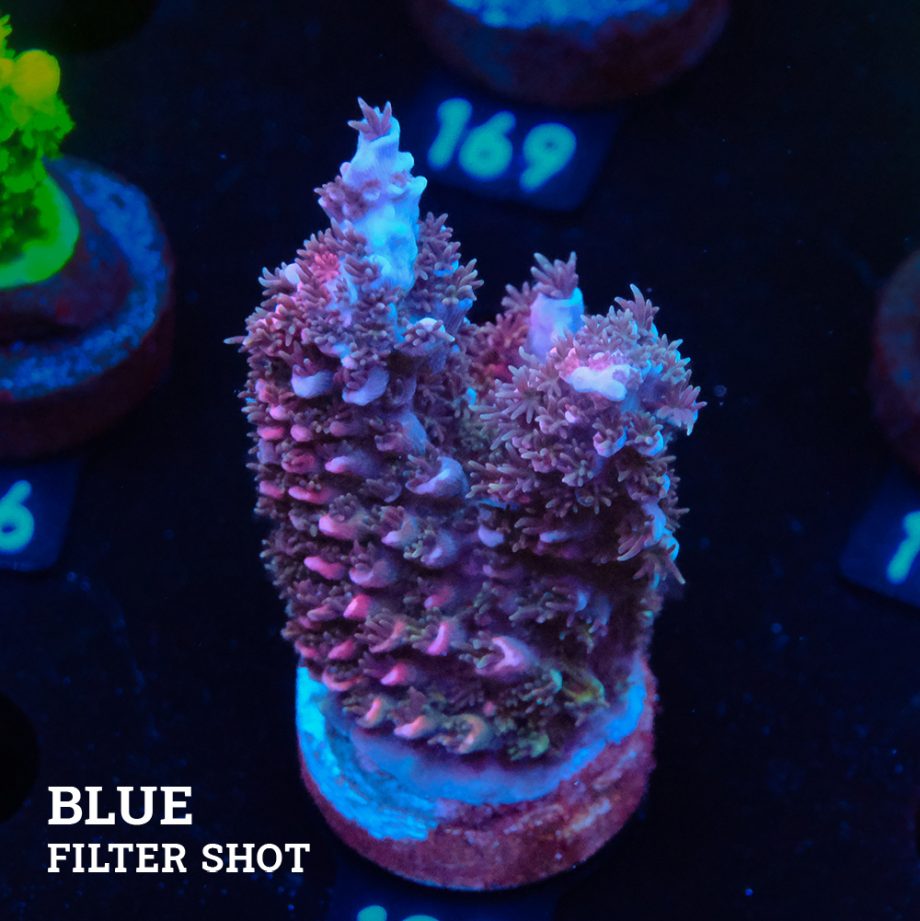 Acropora Abrotanoides 'Pink'
