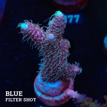 Acropora Millepora 'Rosa