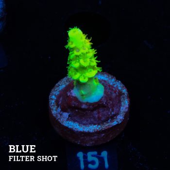 Acropora Tenuis 'Neon Green' (Verde neón)
